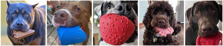 Five happy dogs showing off their BULLYMAKE toys.